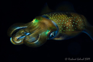 Raja Ampat-night dive-portrait of  a Squid,no cropping-Ca... by Richard Goluch 